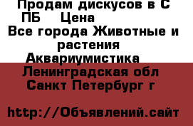 Продам дискусов в С-ПБ. › Цена ­ 3500-4500 - Все города Животные и растения » Аквариумистика   . Ленинградская обл.,Санкт-Петербург г.